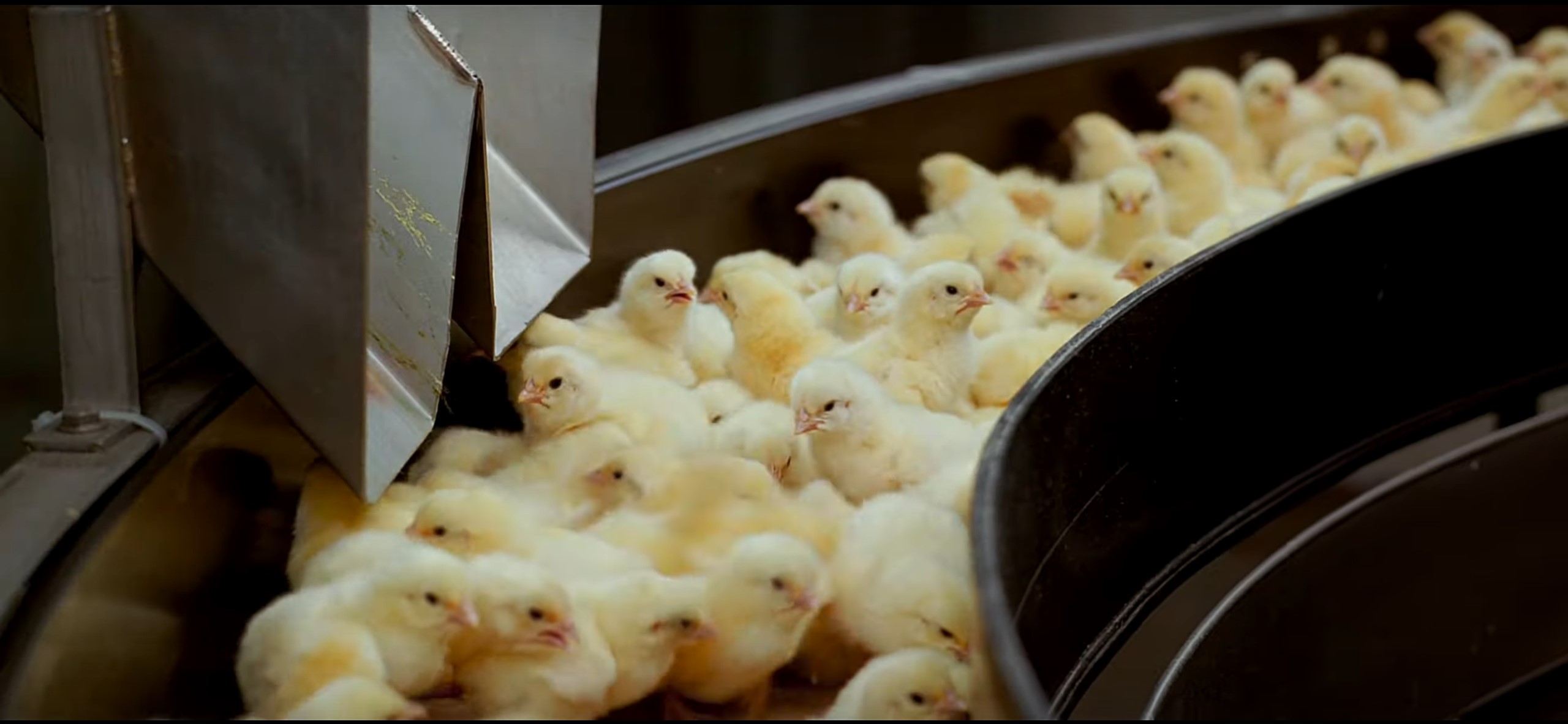 Chicks on conveyor belt